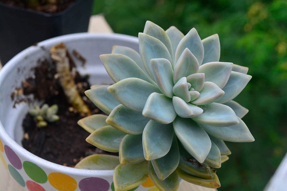 succulent jade plant