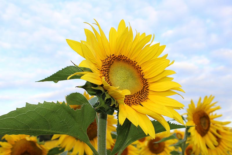 sunflower plants
