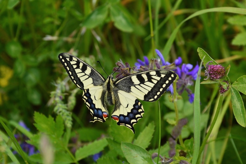 swallowtail butterfly