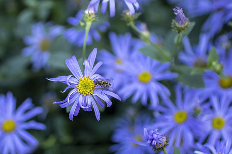 swan river daisies