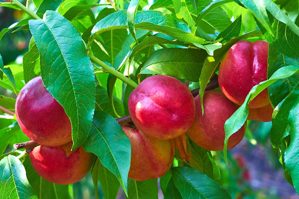 Sweet nectarines on tree