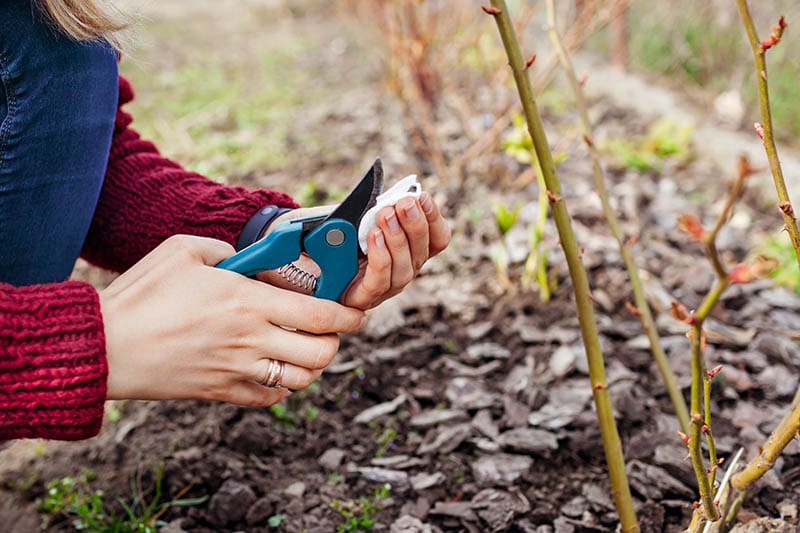 gardener cleans or sanitizes secateurs before pruning