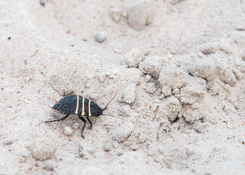 three lines cockroach