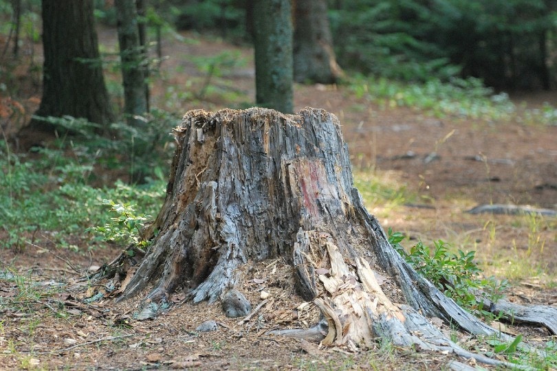 tree stump in the woods