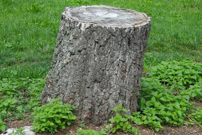 tree stump