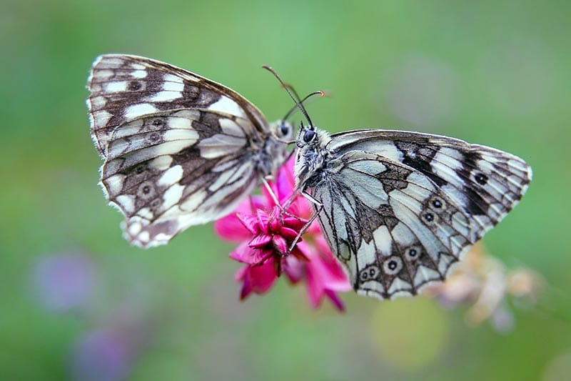 two desert marble butterflies