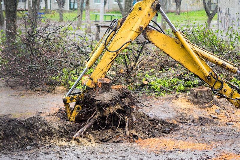 uprooted tree from the ground, uprooting the stumps, tree removal