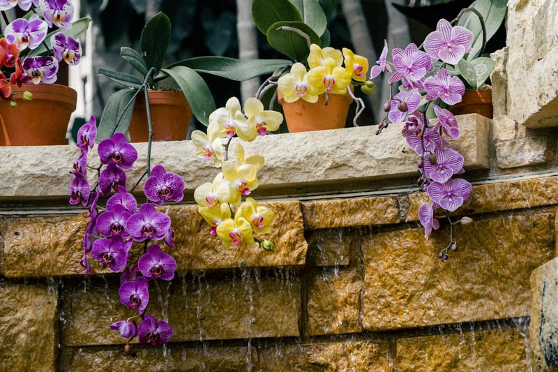 various colors of orchids in pots