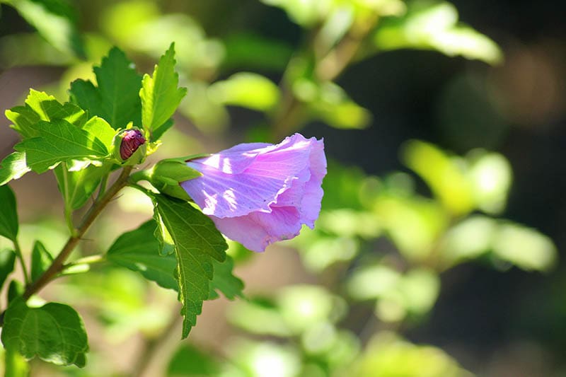 violet hibiscus flower