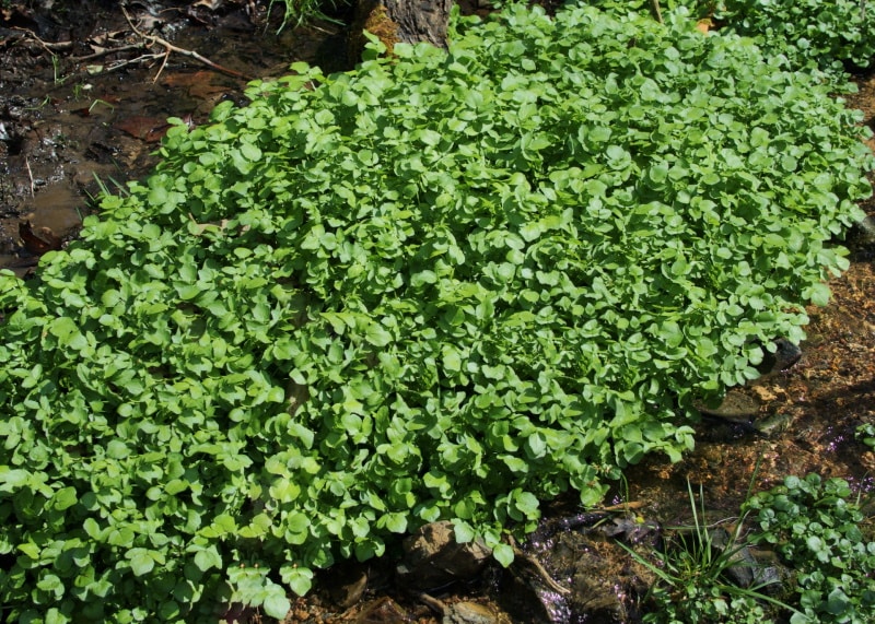 watercress plant