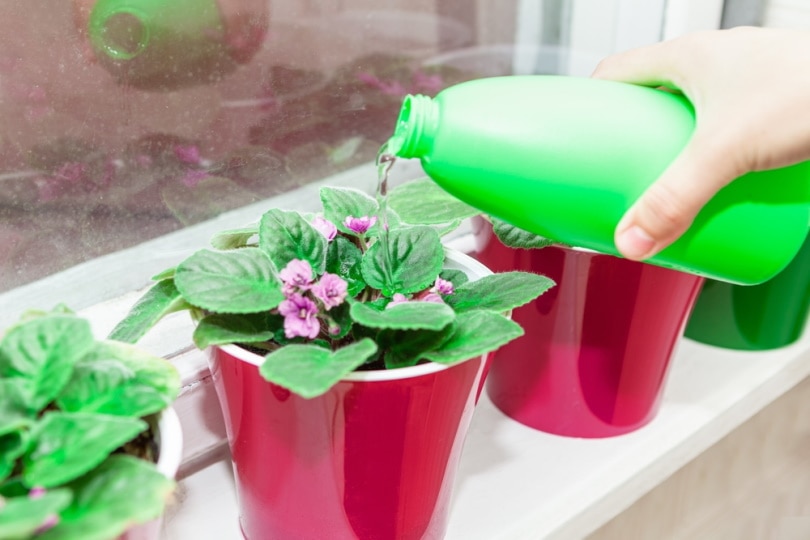 watering african violet flowers