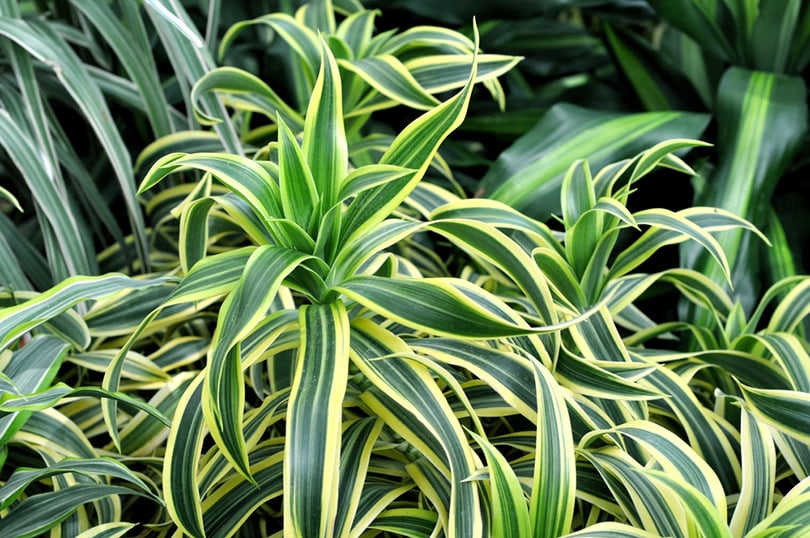 watering dracaena