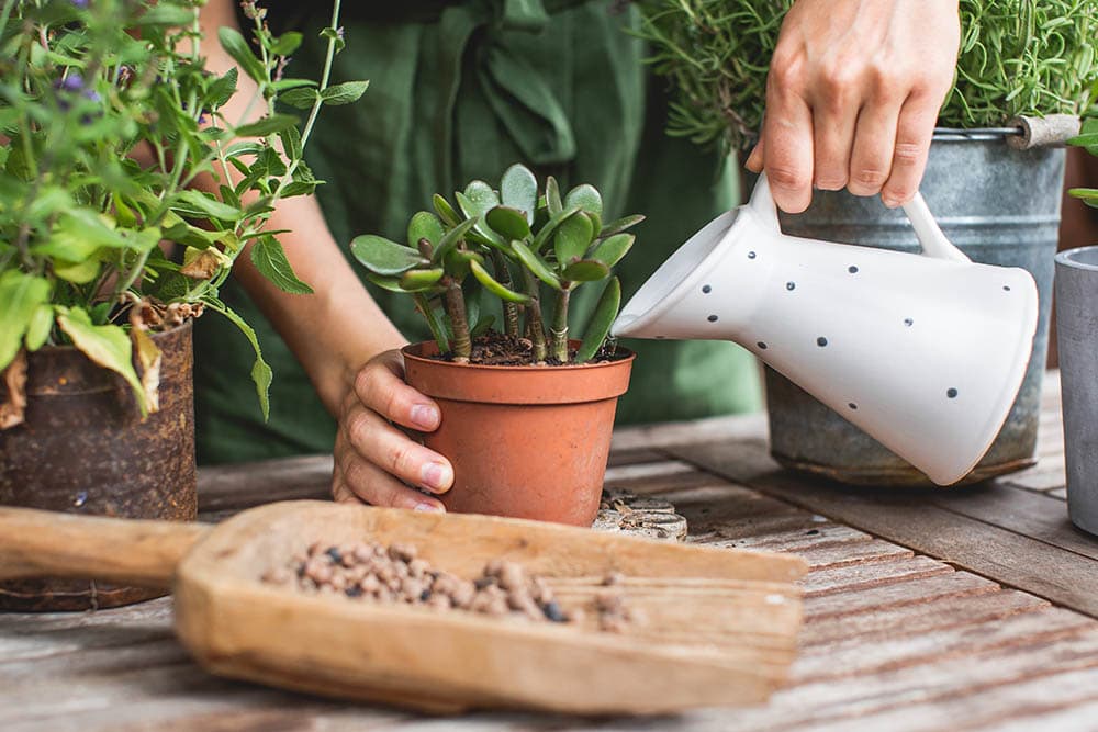 watering jade plant