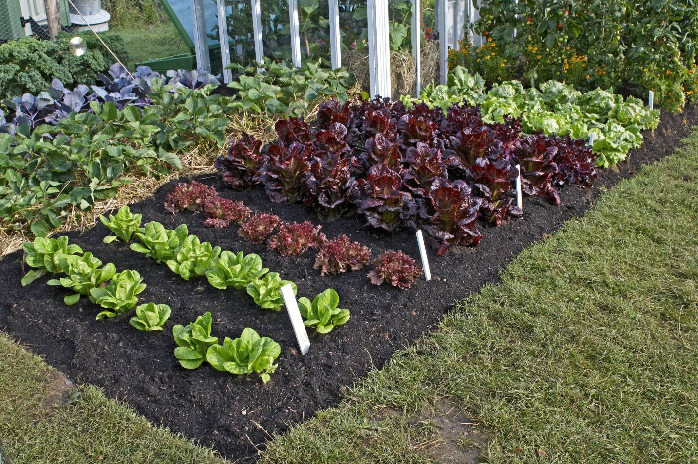 Webbs Wonderful Lettuce Garden 
