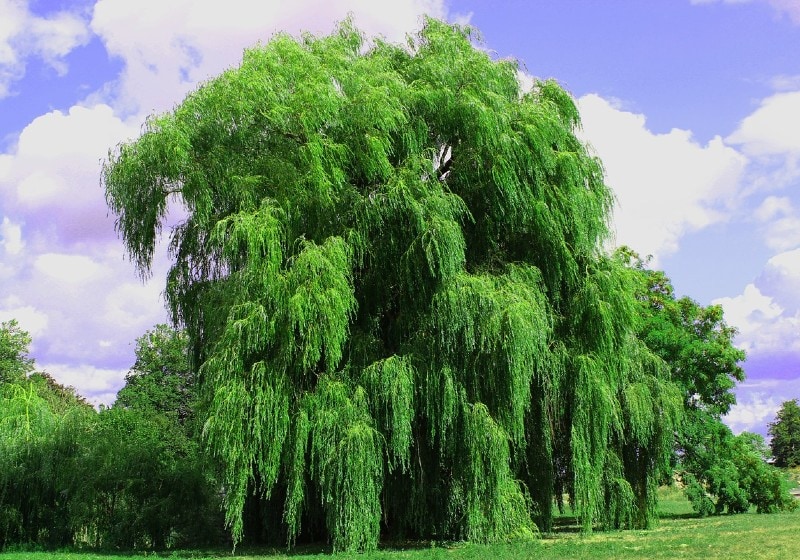 weeping willow tree in a park