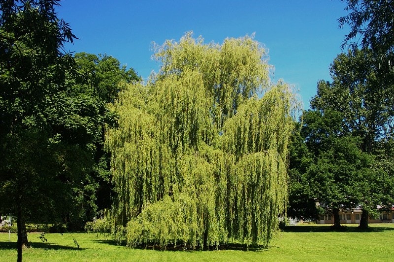 weeping willow tree
