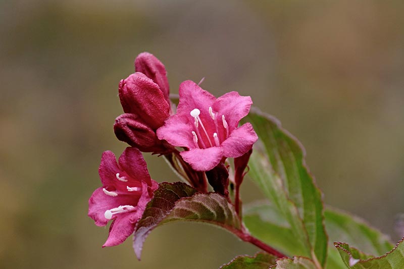weigela flowers
