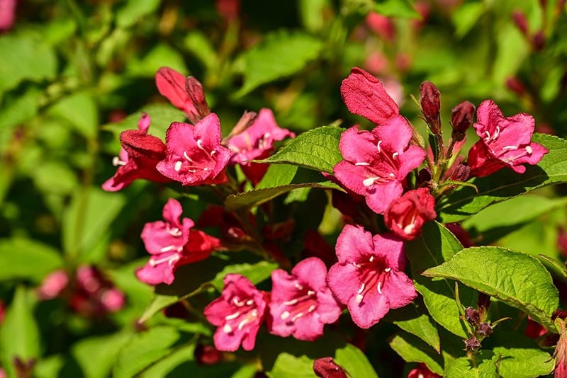 weigela plant