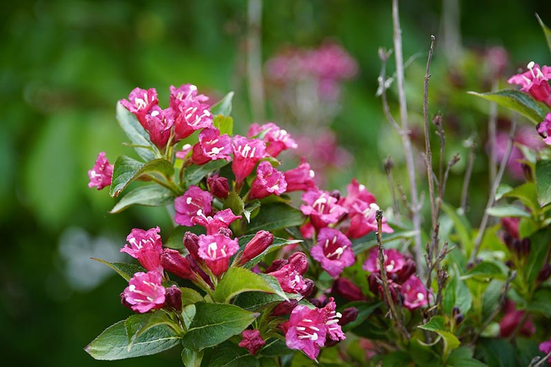 weigelia plant