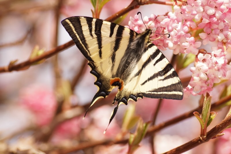 western tiger swallowtail
