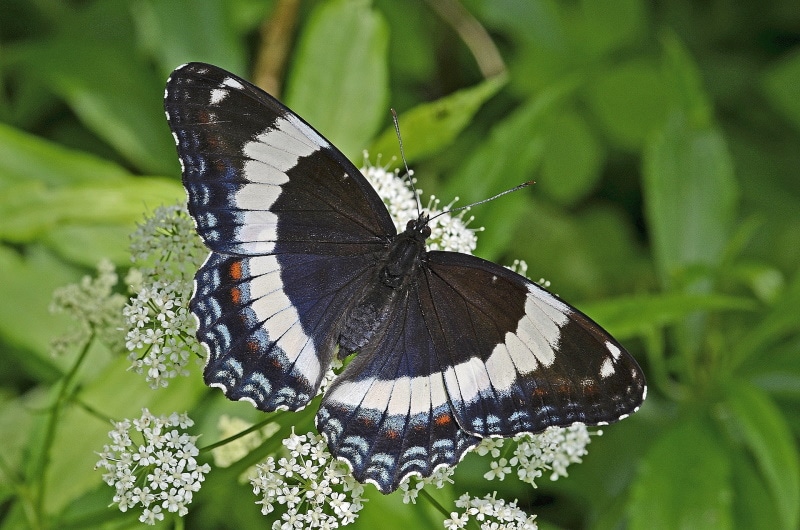 white admiral butterfly