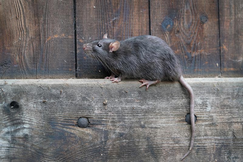 wild norway brown rat