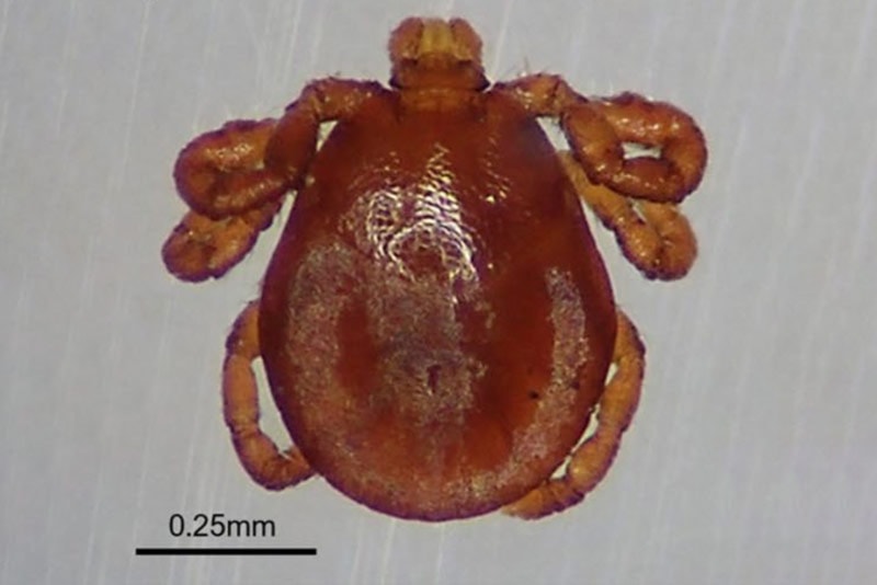 The magnified dorsal view of winter tick (Dermacentor albipictus) larva in Yukon