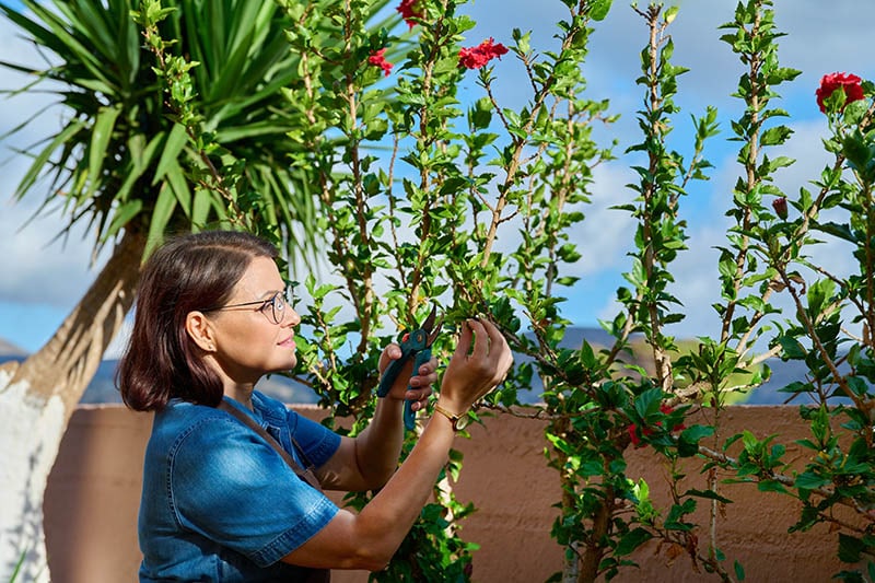woman cutting and pruning hibiscus plant