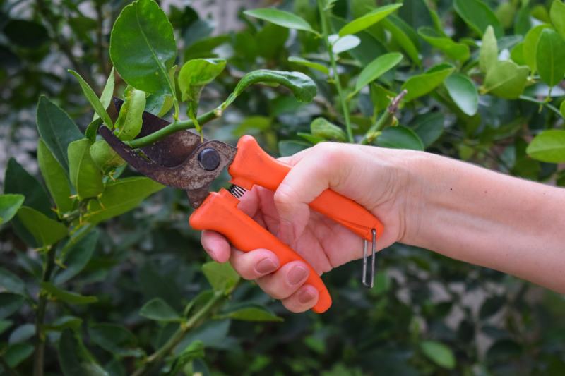 woman hand with scissors pruning lemon tree