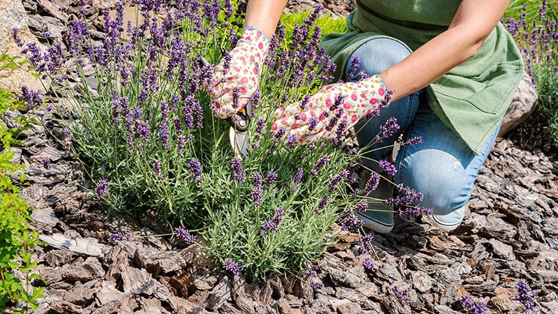 woman pruning lavender bush