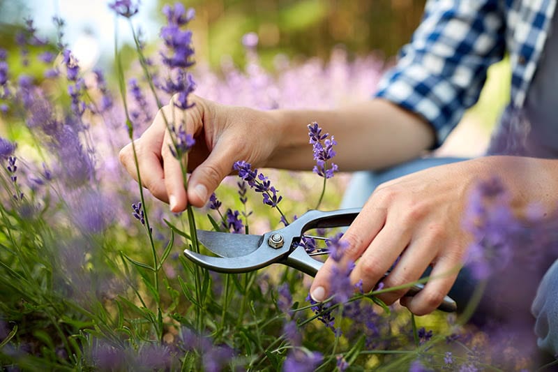 woman pruning lavenders