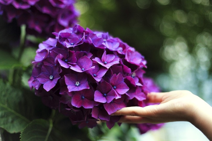 woman touching hydrangeas