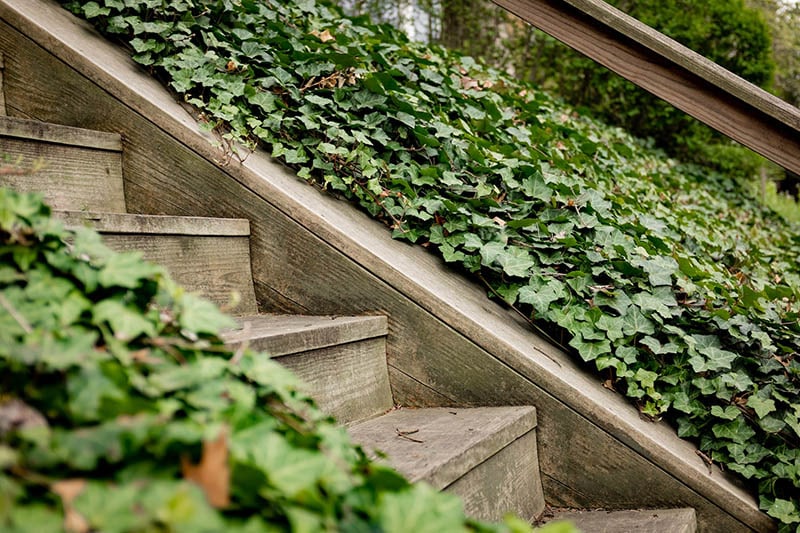 wooden stairs outdoor