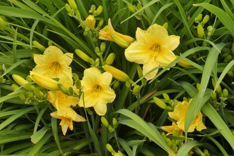 yellow daylilies flower
