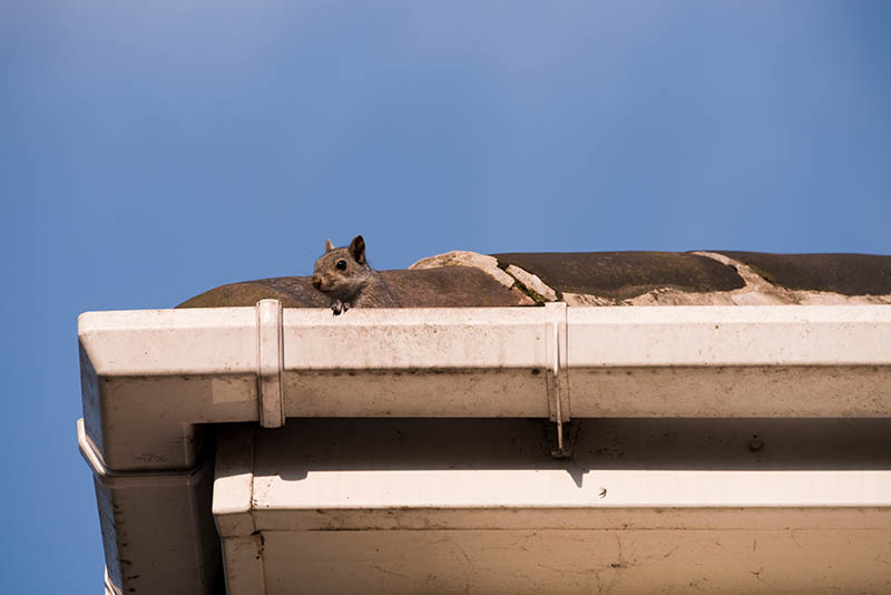 young squirrel on the roof