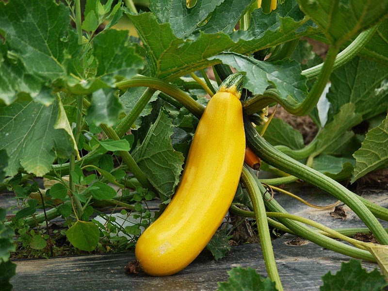 zucchini plant