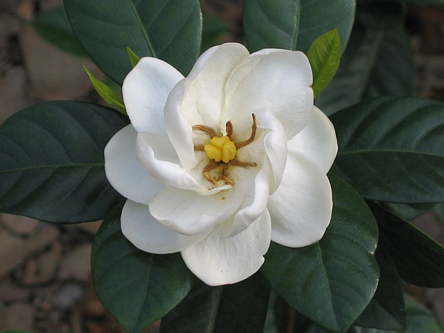 白蟾 Gardenia jasminoides v fortuniana -香港荔枝角公園 Lai Chi Kok Park, Hong Kong
