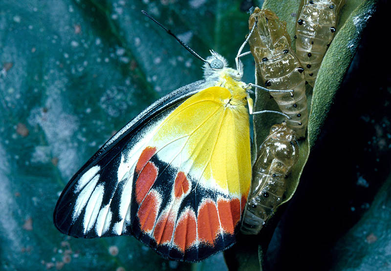 1024px-CSIRO_ScienceImage_992_Delias_argenthona_Pieridae