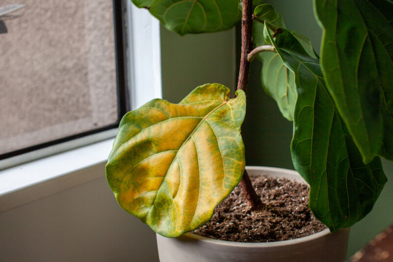 A beautiful fiddle leaf fig houseplant sits in a pot by a window for bright, indirect light, but has a large yellowing leaf
