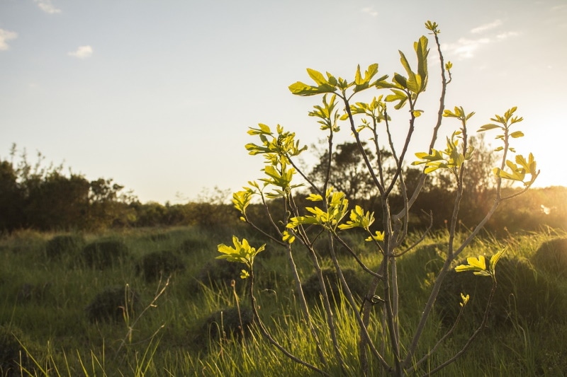 A young fig tree in the fields