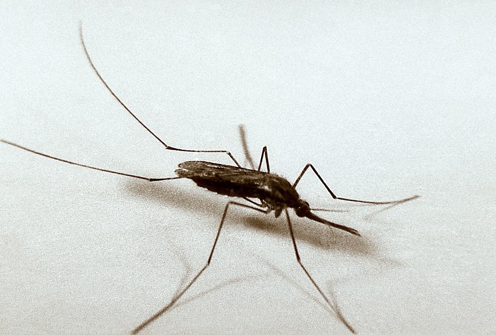 A. quadrimaculatus