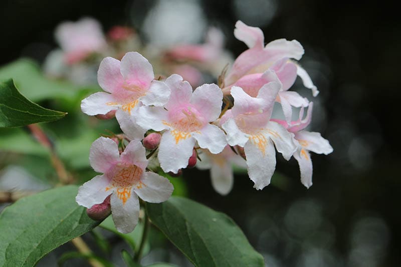 Abelia