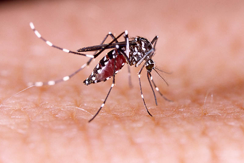 Aedes aegypti on human skin