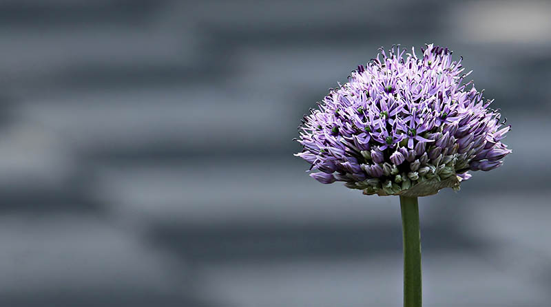 Allium plant