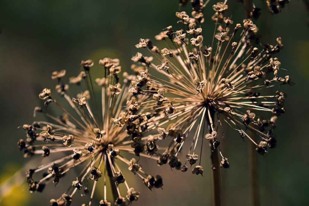 Alliums
