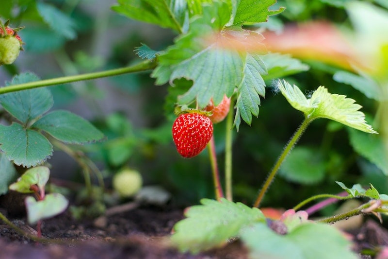 Alpine Alexandria Strawberry