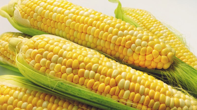 Ambrosia Hybrid Sweet Corn
