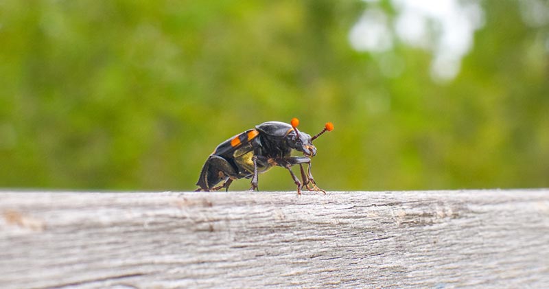 American burying beetle