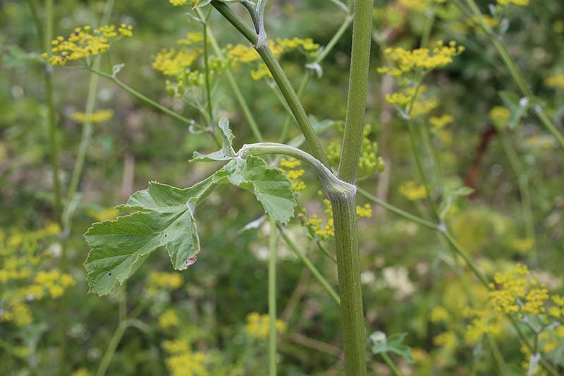 Apiaceae