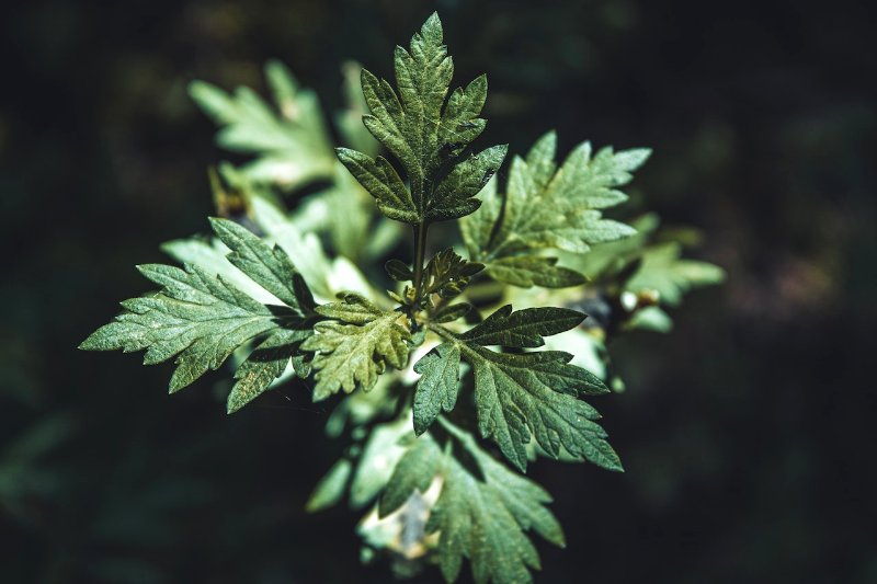 Artemisia plant, commonly known as mugwort, wormwood, or sagebrush